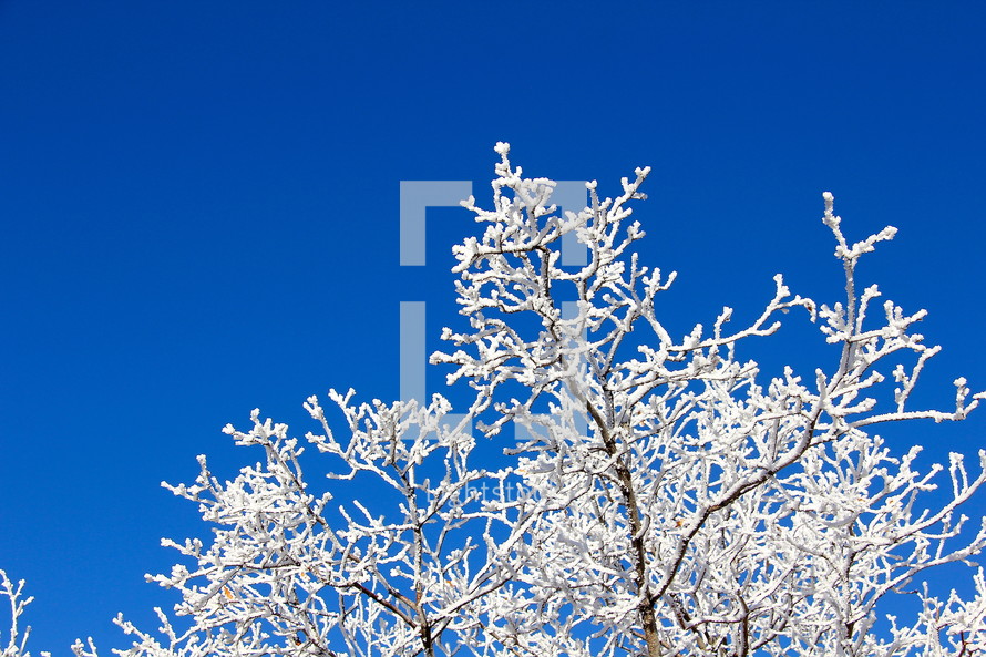 Ice on a winter tree and blue sky. 