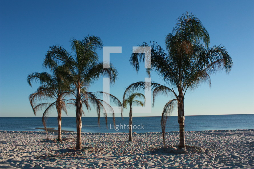 Palm trees on a beach 