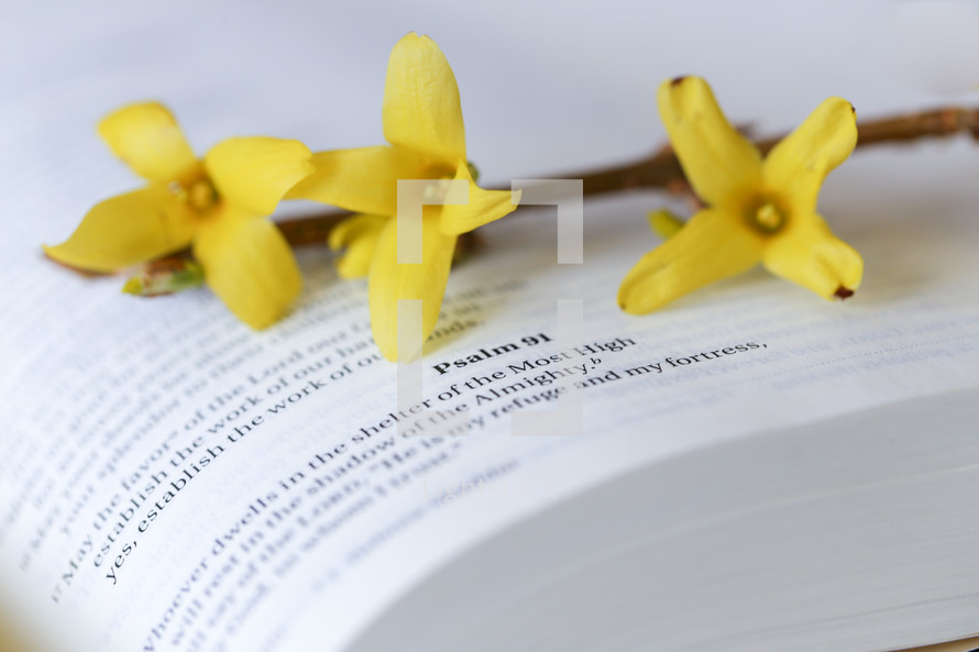 yellow flowers on the pages of a Bible 