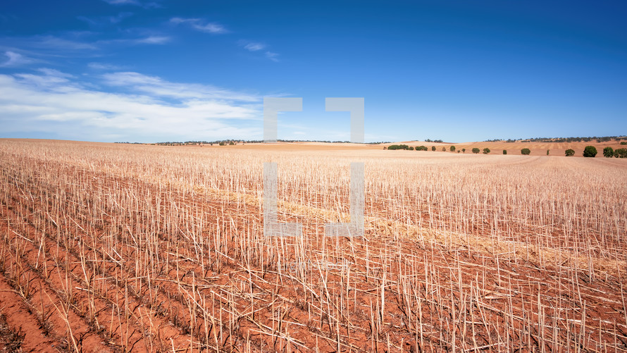 dry field in Australia 