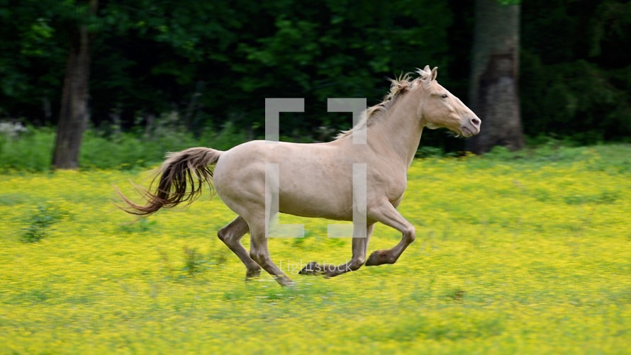 Running Horse in a Pasture