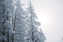 snow covered tree tops