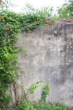 A tall concrete wall partially covered in vines.