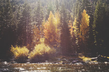 river and glowing sunlight on a fall forest 