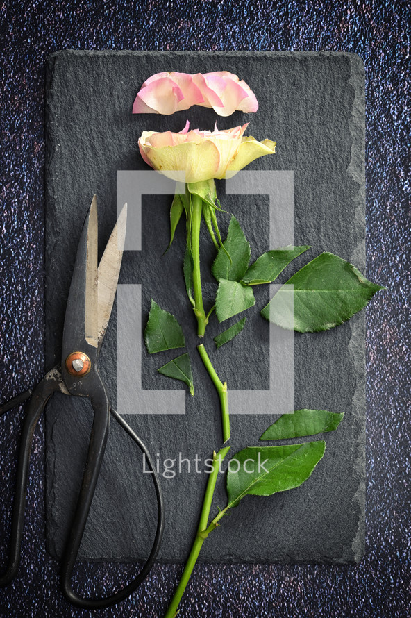 Cut Pink Rose and Scissors on Ardeisa Stone