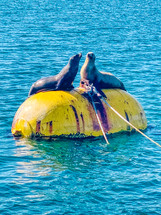 seals on a buoy in San Diego 