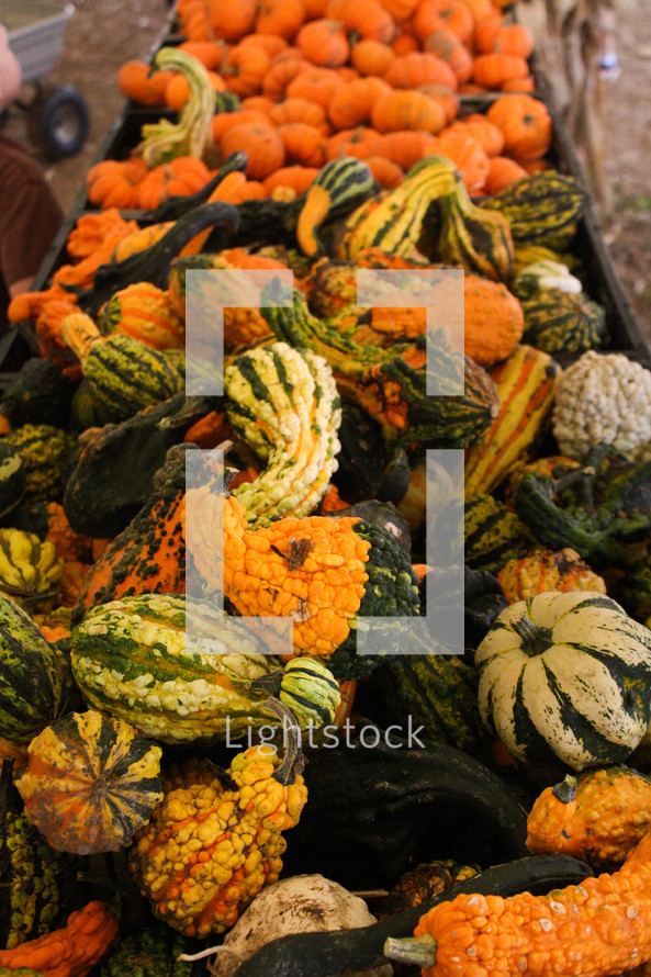 crates of gourds and pumpkins 