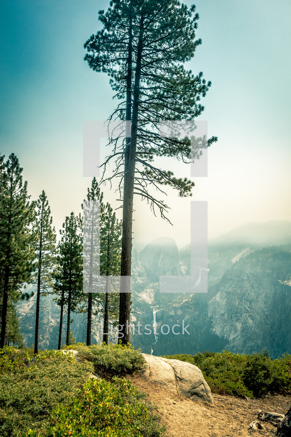 trees on a mountaintop 