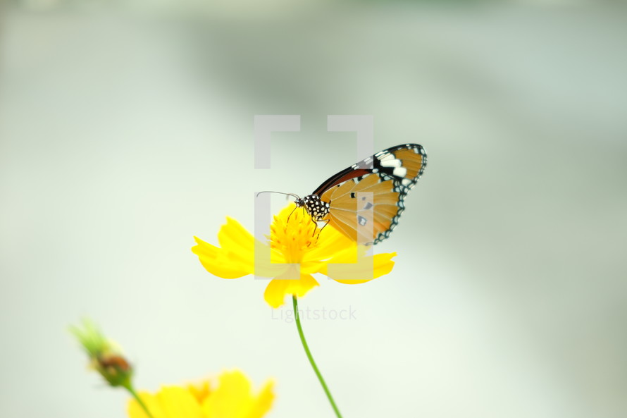 butterfly on a yellow flower 