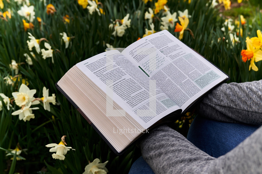 a young man reading a Bible in a garden bed of daffodils in spring 