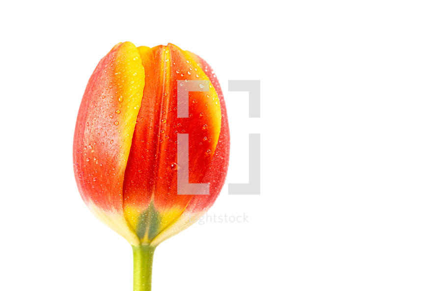 wet red tulip flower 