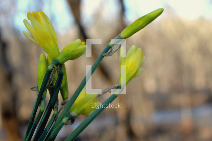 blooming daffodils 