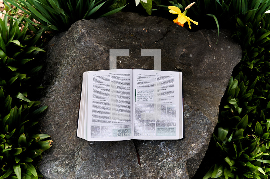 Bible on a rock in a garden of daffodils 