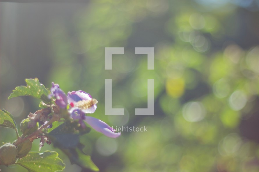 flowers and blurry background 