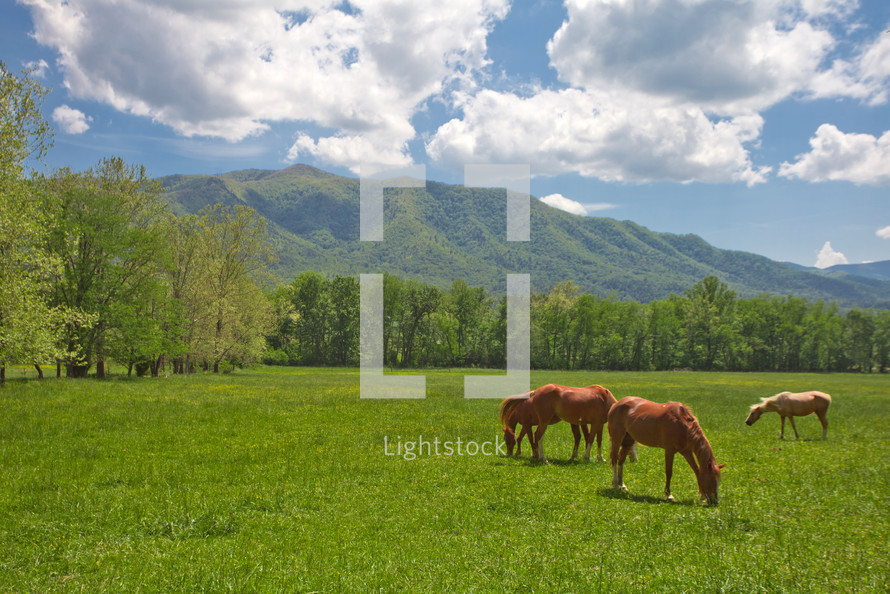 horses grazing in a pasture 