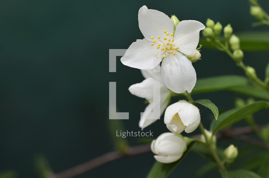 Spring jasmine flower shoot on natural background