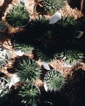 potted succulent plants 