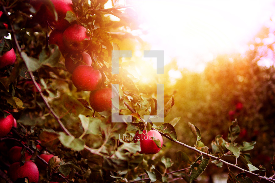 apples in an orchard 