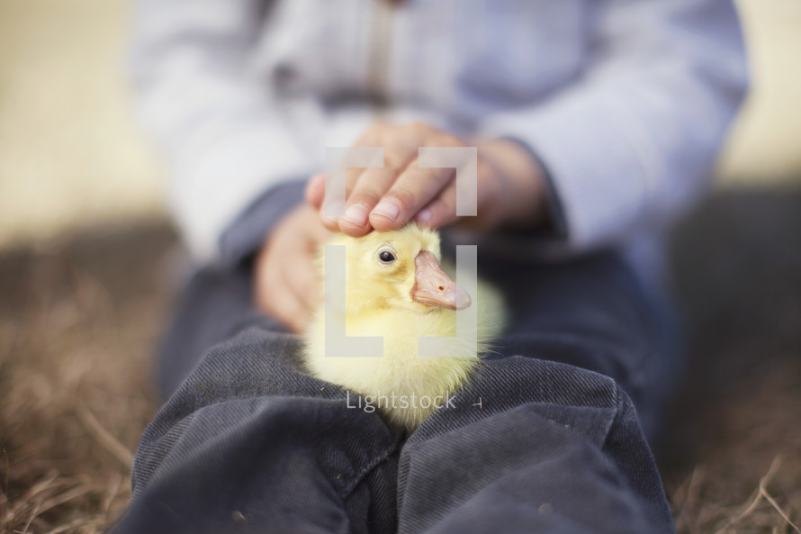 Kid holding a newborn baby duck.