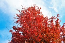 red fall leaves on a tree 