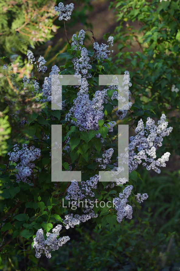Spring Branch of lilac flowers in garden