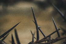 thorns closeup 