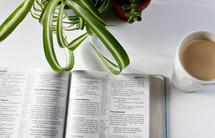 opened Bible, house plant and coffee cup on a table 