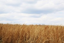 field of brown wheat 