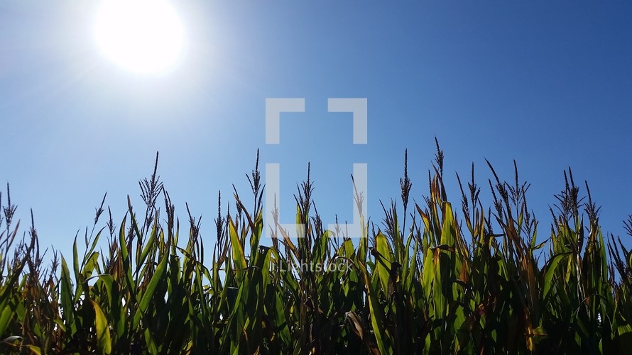 Corn in a field 