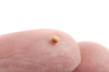a single mustard seed on a finger tip 