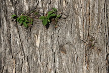 green leaf growth on tree bark