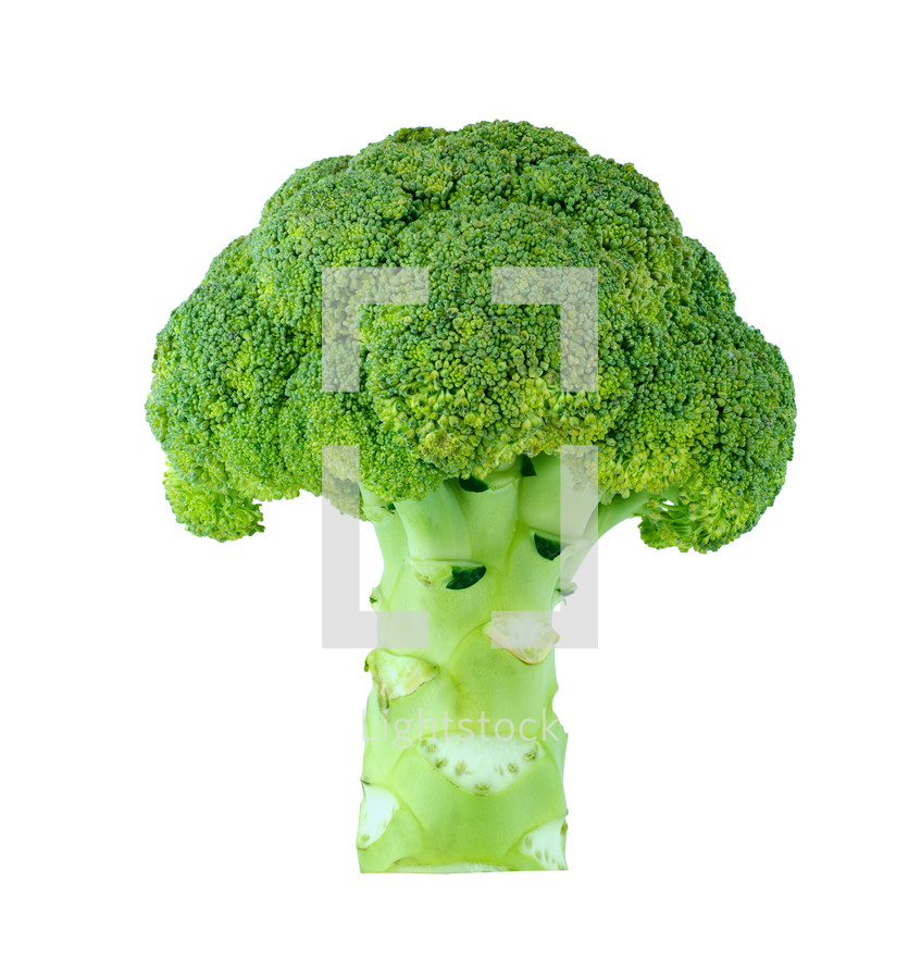 Stalk of broccoli.