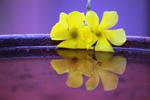 yellow orchid flower on purple water 