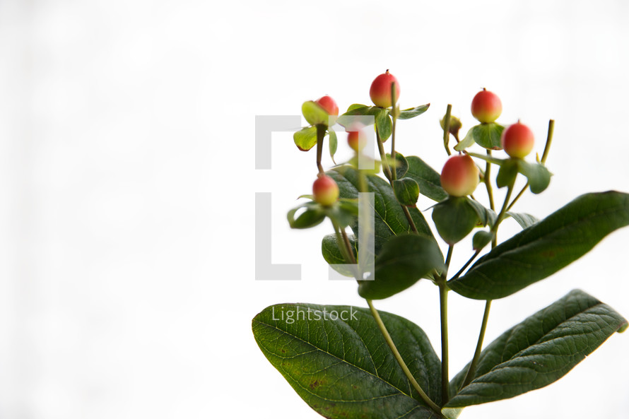 red buds and green leaves 