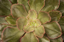 close up of the center of a green plant 