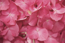 close up of pink flower blossoms