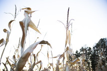 Dried corn stalks on a farm