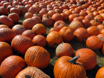 orange pumpkins in pumpkin patch