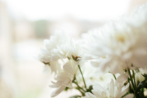 white petals on flowers in a vase 