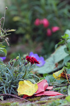 Flowers and leaves in a colourful garden