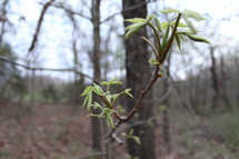 new green leaves on a branch 