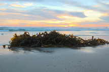 seaweed on the sand
