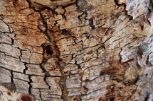wood bark background 