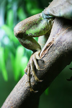iguana leg 