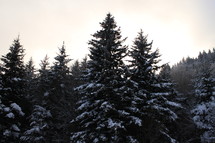 snow covered tree tops