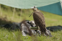 Hooded eagle perched on a broom in the grass.