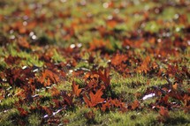 brown fall leaves on wet green grass