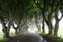 rural tree line road 