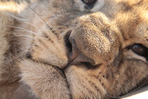 face of a lion cub
