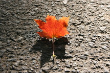 orange leaf on asphalt 